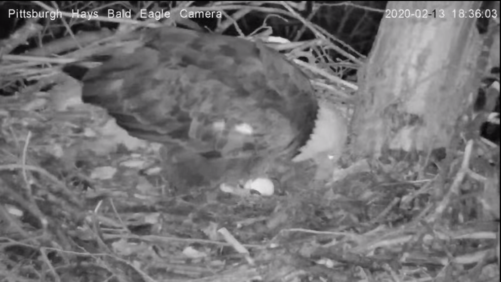 Egg discovered in Hays bald eagle nest