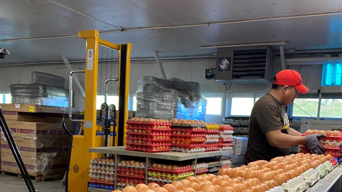 Is an egg shortage coming in Massachusetts?
