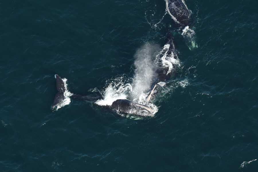 Aerial survey team spotted 15 North Atlantic right whales near ...