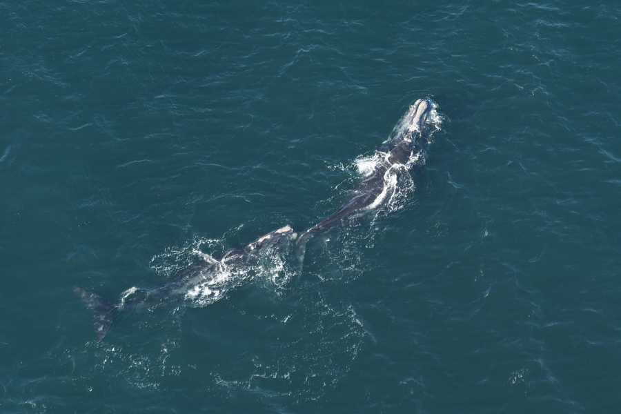 Aerial survey team spotted 15 North Atlantic right whales near ...