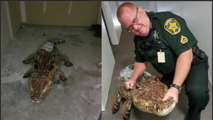 Alligator in Florida shed turns out to be pool float