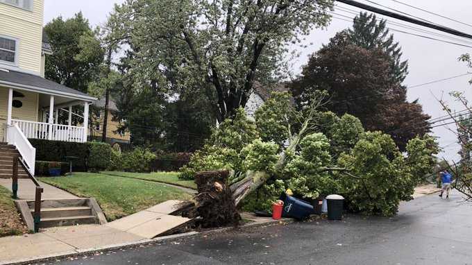 Images: Storm downs trees, power lines