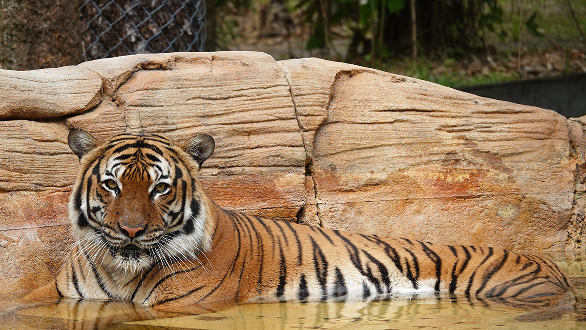 Naples Zoo: Tiger killed after worker goes into enclosure Naples Zoo: Tiger killed after worker goes into enclosure