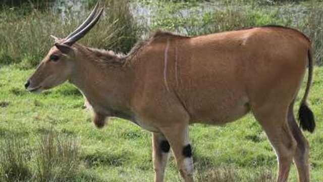 Search continues for African antelope that escaped Mass. zoo - Vimarsana News
