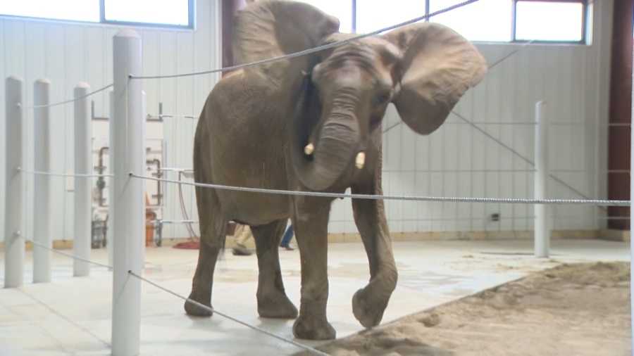 WTAE - Seeni the elephant