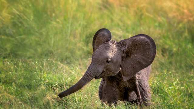 See the emotional moment baby elephant refuses to leave dead mom behind