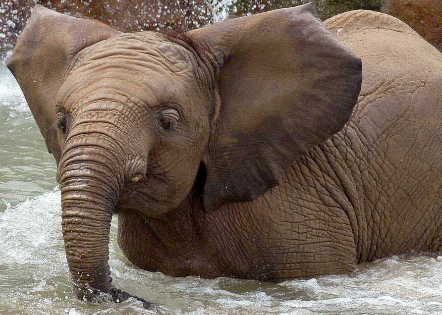 Young Elephant Dies After Brief Illness At Indiana Zoo