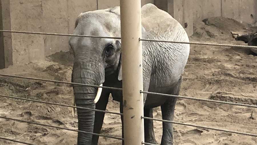 Pregnant elephant