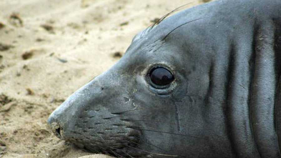 This elephant seal named Phyllis set a swimming record.