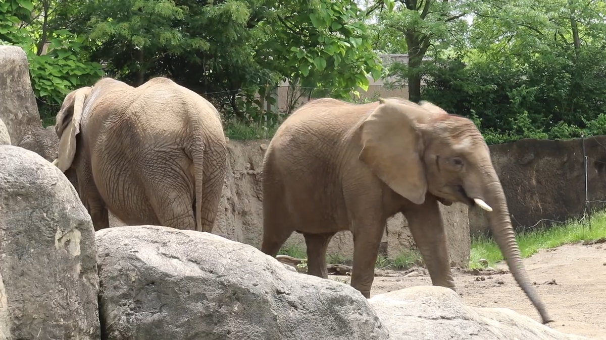 4th Indianapolis Zoo elephant contracts deadly virus