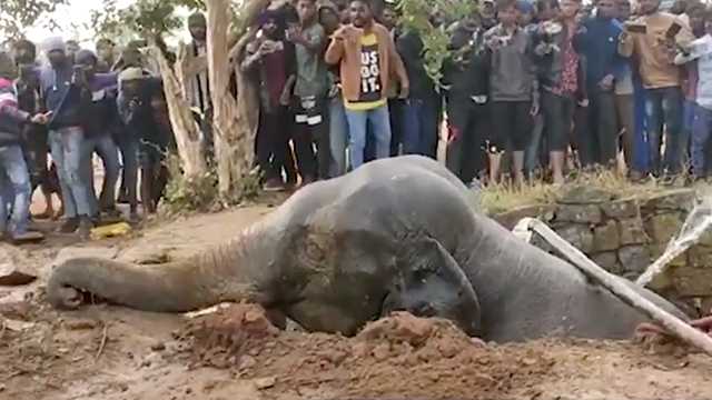 Whoa! Ingenious elephant rescue uses water to save the day, video shows