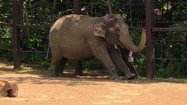Cincinnati Zoo elephants participate in yoga-inspired stretching moves like Downward-Facing Dog
