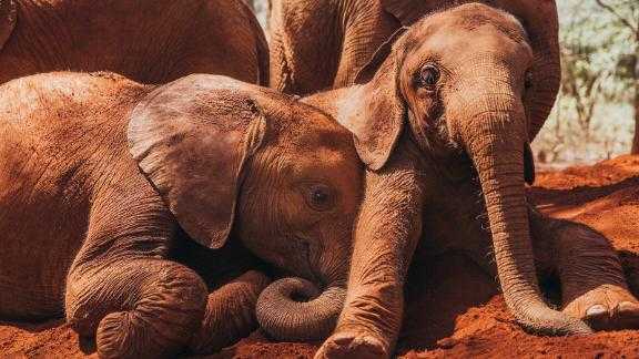 At the Sheldrick Wildlife Trust Orphanage in Nairobi, young rescue elephants, rhinos and giraffes are nursed and then rehabilitated back into the wild.
