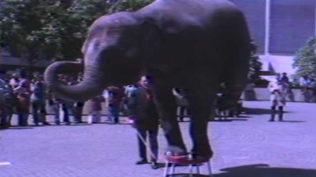 Archives: Elephants take over Cincinnati's Fountain Square in 1977 - Vimarsana News