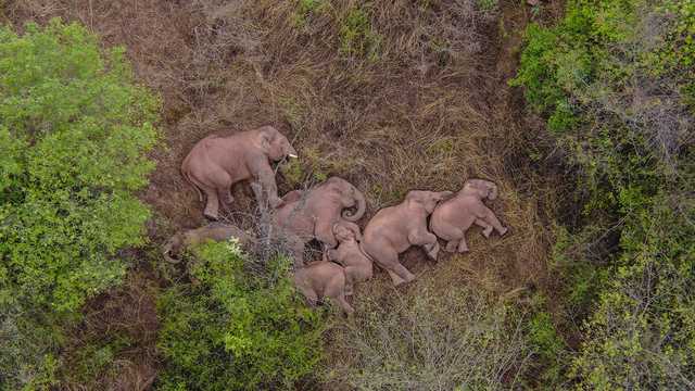 Millions of people can't stop watching the adorable journey of a pack of wandering elephants in China - Vimarsana News