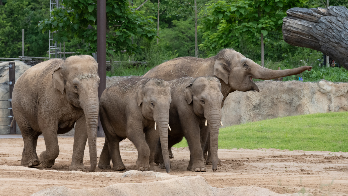 Cincinnati Zoo on track to open Elephant Trek to the public early this fall