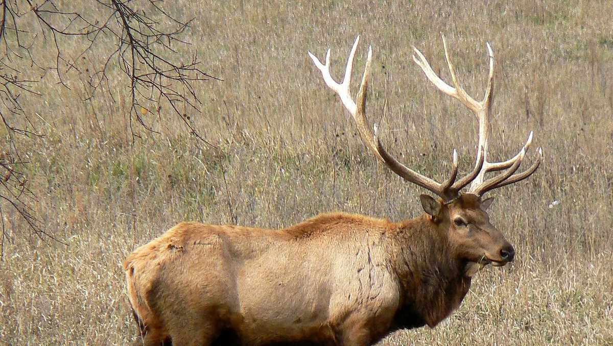 Missouri's elk herd on track to be large enough in 2020 for first hunt