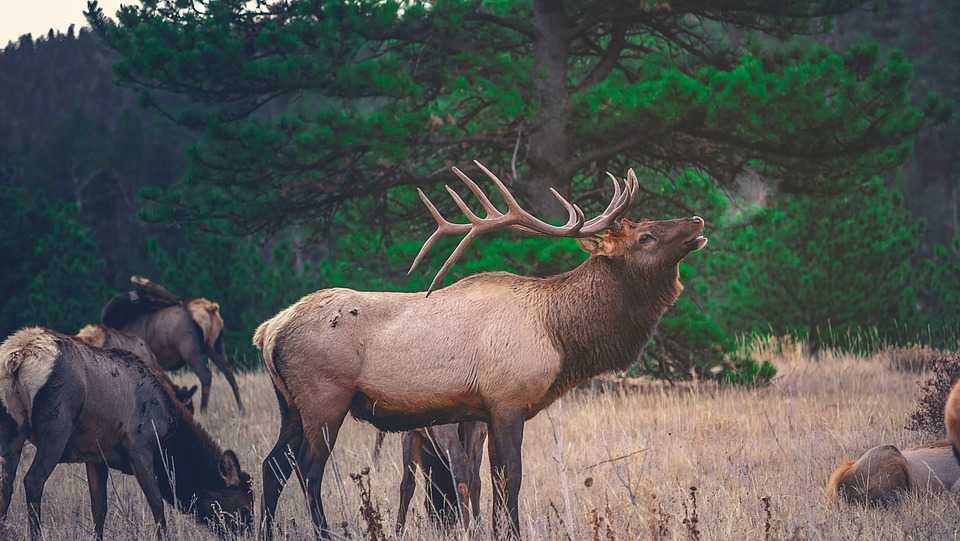 Kentucky offers new elk hunting permit option