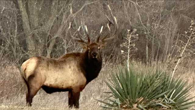 Elk spotted in northeastern Madison County - Vimarsana News