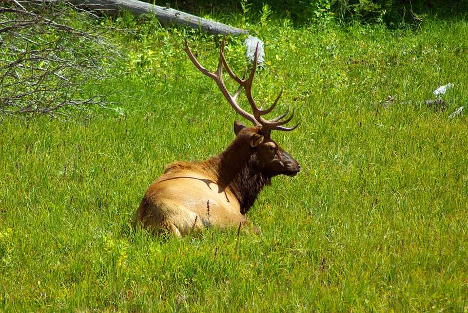 Oklahoma Elk Tests Positive For Chronic Wasting Disease, State’s First ...