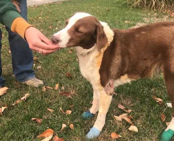 Despite injuries from wildfire, dog discovered standing watch over home: 'She was protecting it'