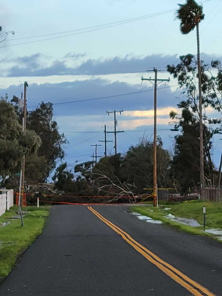 Powerful winds topple trees, power lines throughout Sacramento