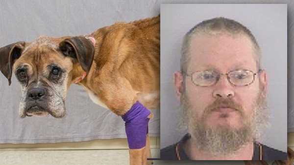 Previous owner of severely emaciated dogs will serve jail time