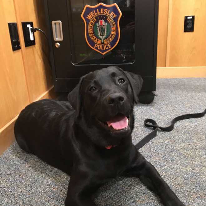 ember,&#x20;puppy&#x20;rescued&#x20;by&#x20;wellesley&#x20;police&#xFEFF;