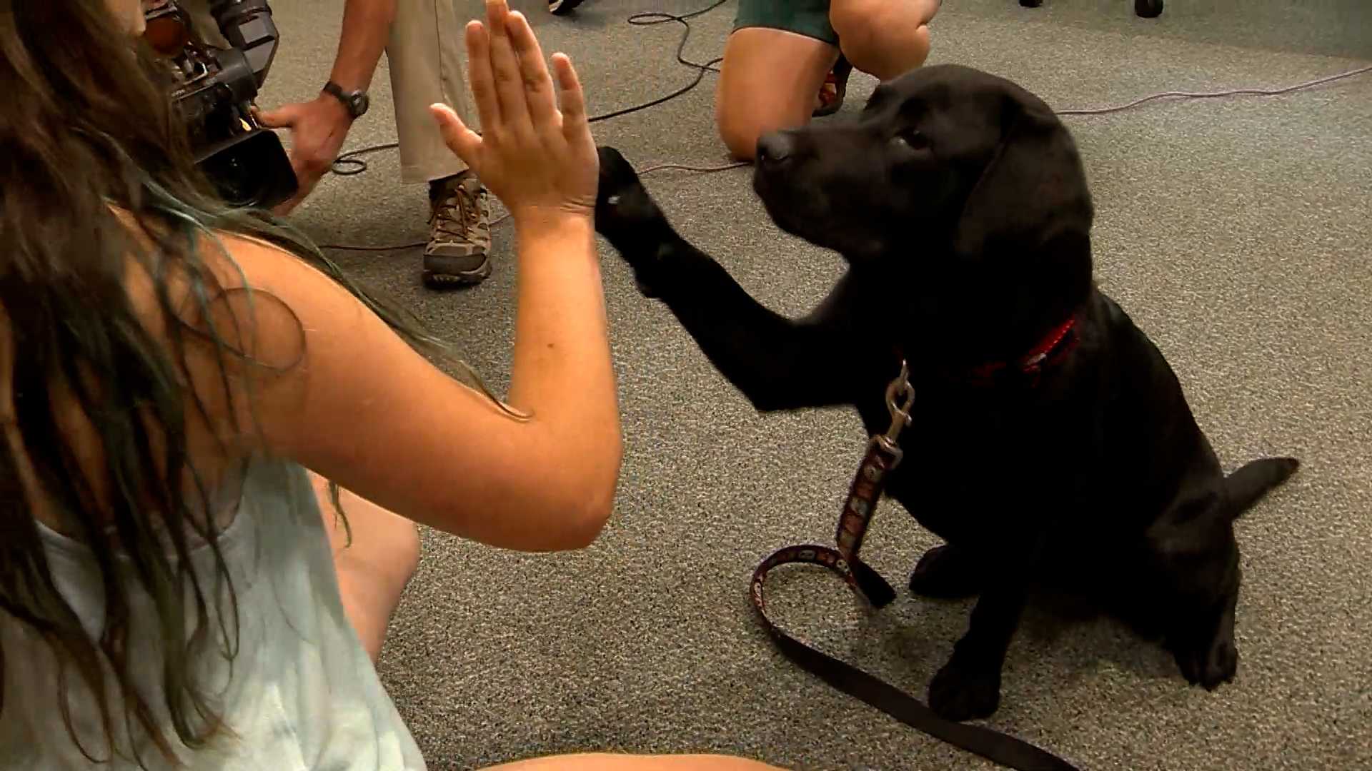 WATCH: Police reunite family with 8-month-old black Lab puppy stolen from front yard - Vimarsana News