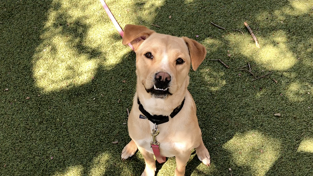 Meet the Nebraska Humane Society's pet of the week