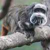 Dallas Zoo Baby Elephant Born Following String of Break-ins, Theft of  Emperor Tamarin Monkeys