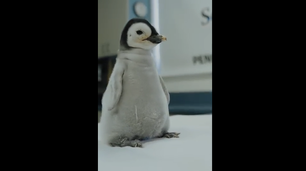 Baby penguin needed SeaWorld's help to break out of her shell