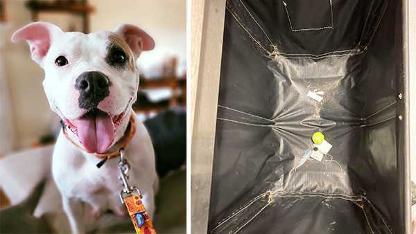Louisville Metro Animal Services says it is completely out of dog toys