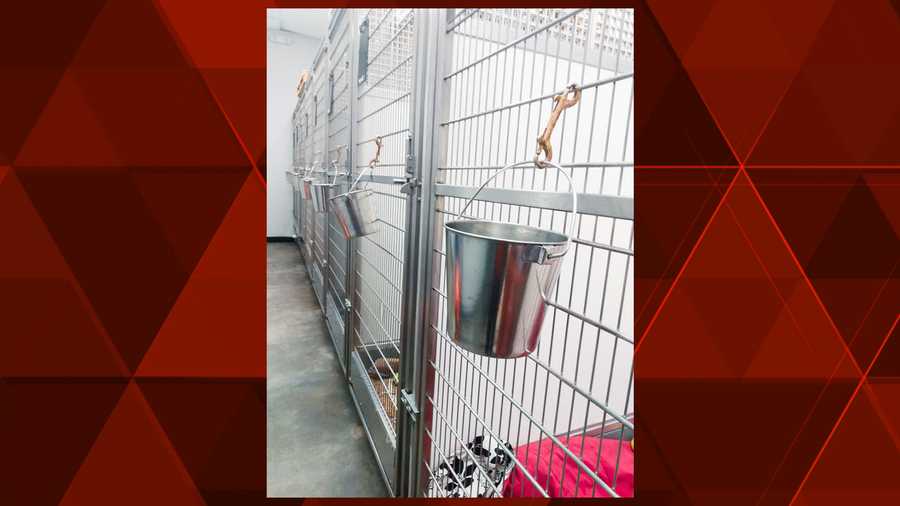 Empty kennels at the KC Pet Project Petco Adoption Center after Super Bowl LIV in 2020.