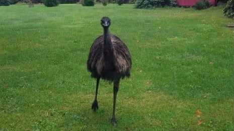 emu on the loose