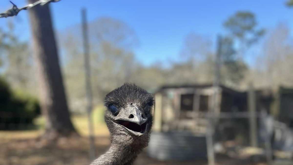 Louisiana deputies capture escaped emu