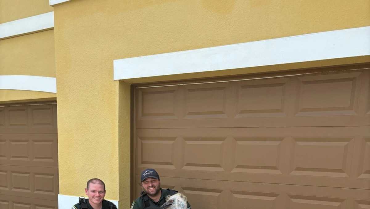 Deputies rescue runaway emu in Orange County