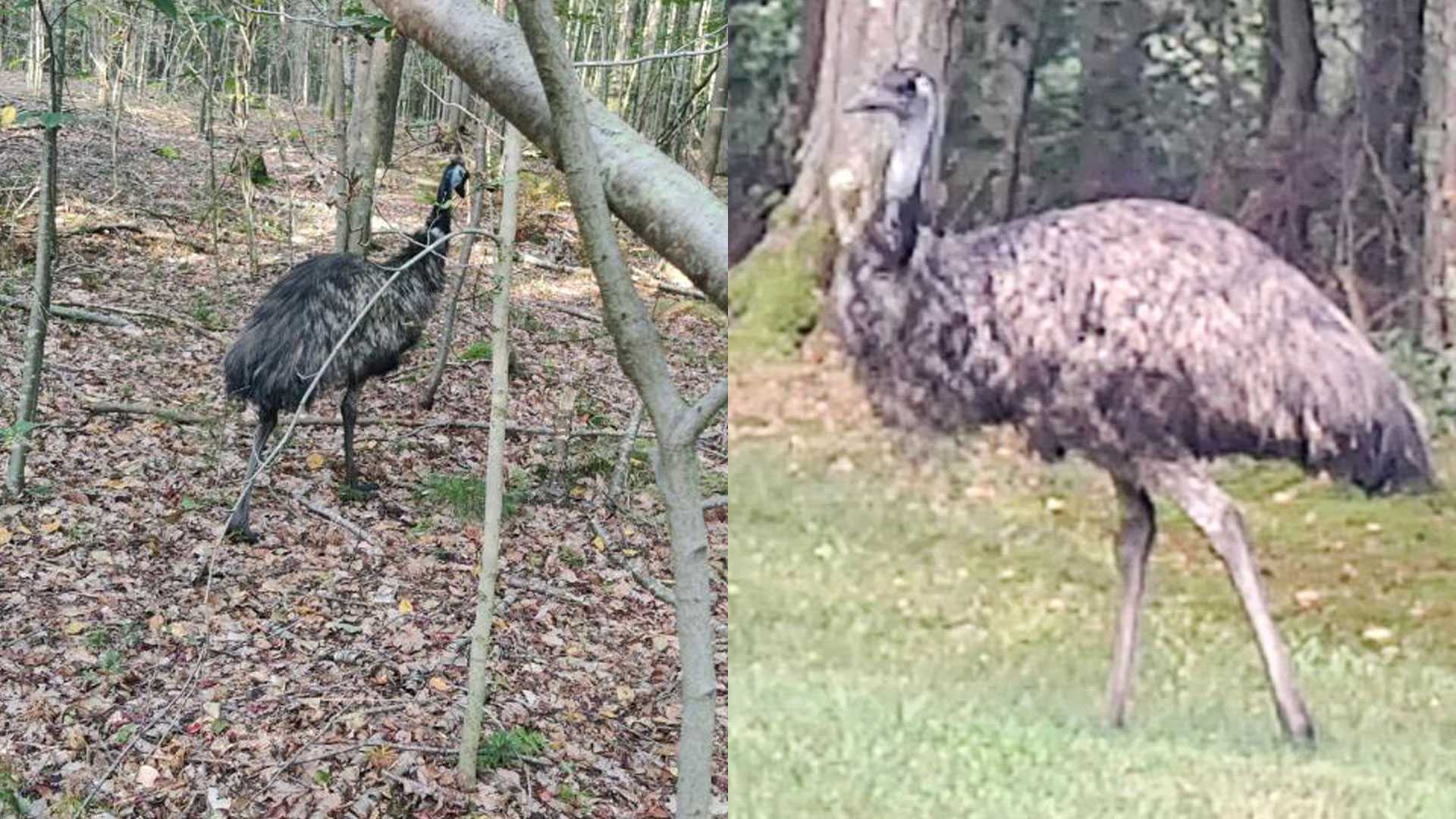 Loose emu evades capture in Lakevillev_1N5nqFiRwB