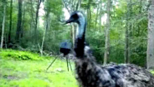 Crikey! Emu on the loose in Lakeville, Massachusetts - Vimarsana News