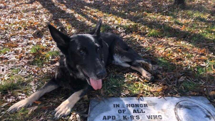 APD retired bomb-sniffing dog passes away