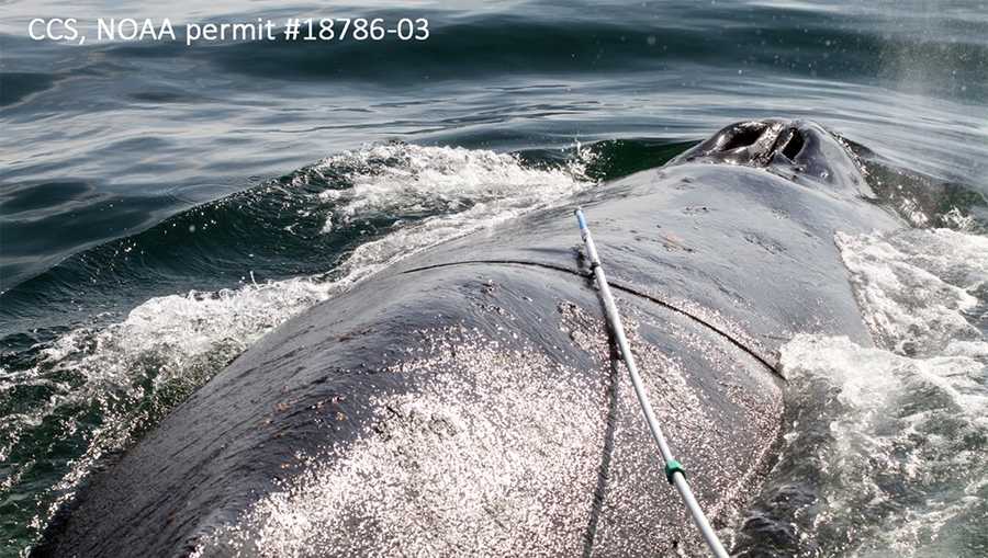 Entangled humpback whale freed in challenging rescue off Cape Cod, east ...