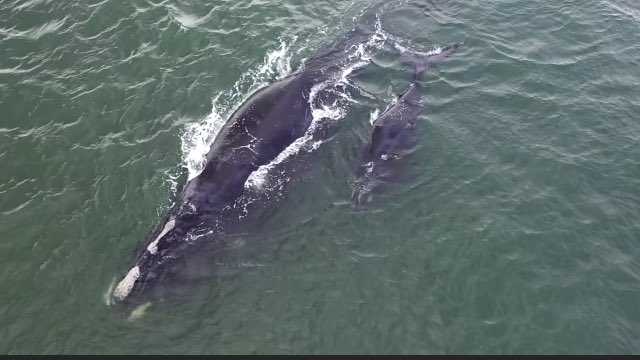 Flagler Beach right whale calf spotted