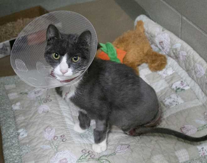 Cat found covered in 2nd- and 3rd-degree burns recovering