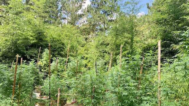 Mississippi marijuana growing operations busted with help of state, local law enforcement - Vimarsana News