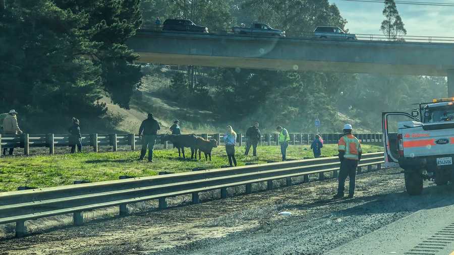 Highway 1 cattle wrangling leads to lowspeed stolen car chase