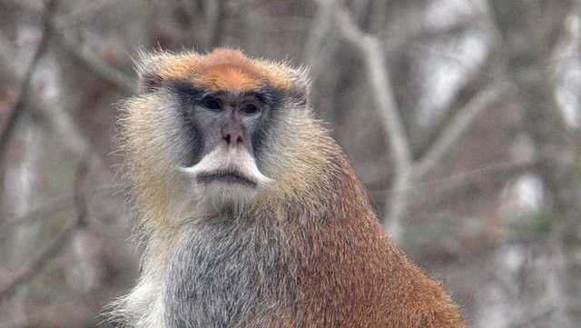 Georgia: Search on for two escaped monkeys - Vimarsana News
