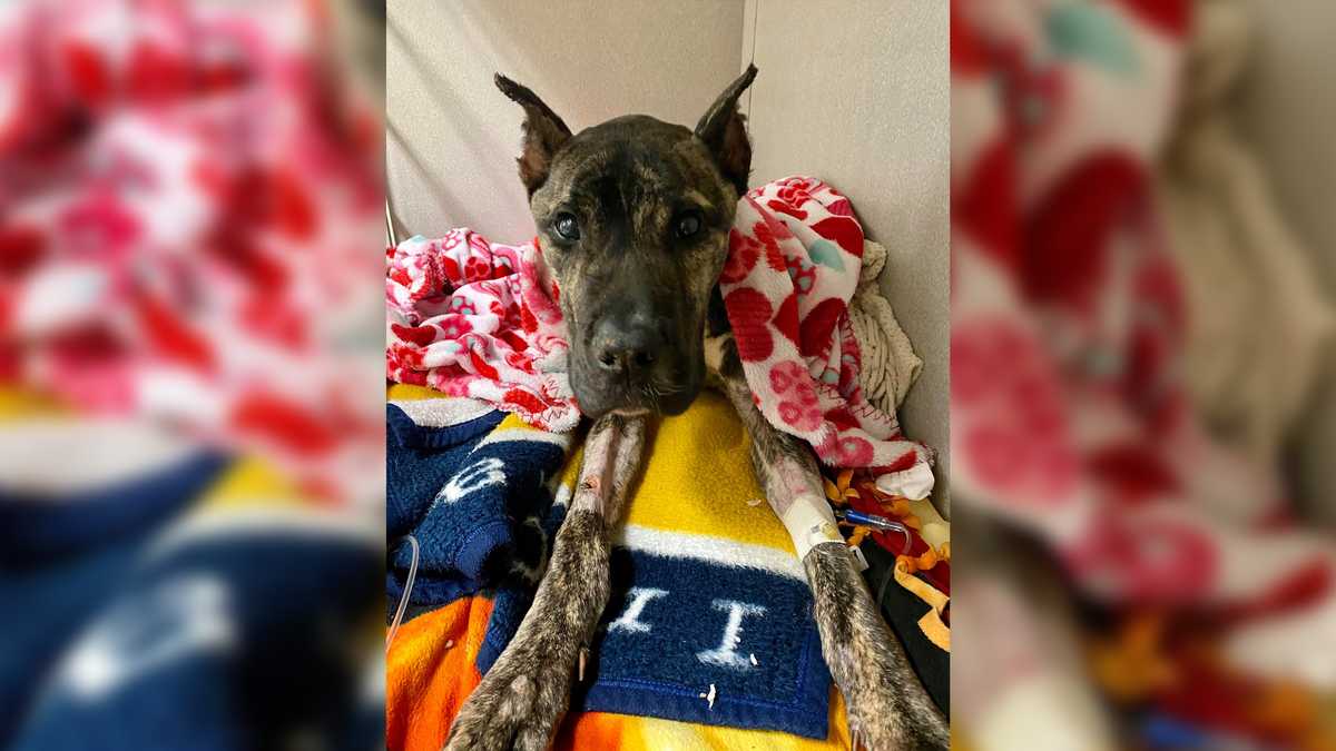 Louisville vets checking Ethan the dog for neurological problems, News