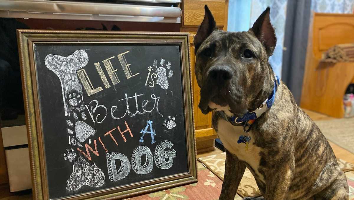 Beloved Louisville rescue dog Ethan marks 1 year since his rescue