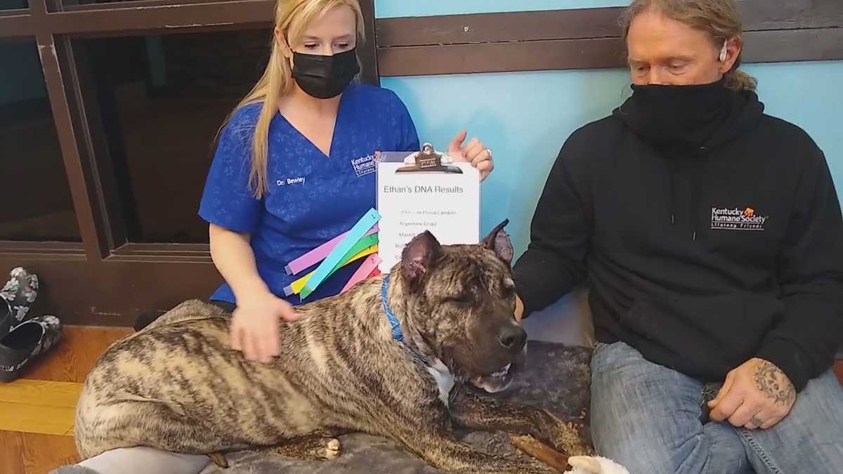 What kind of dog is Ethan? DNA test shows he's 6 different breeds