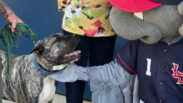 Louisville's favorite dog Ethan throws first pitch at Bats game